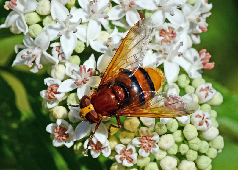 Syrphidae: Volucella zonaria, femmina